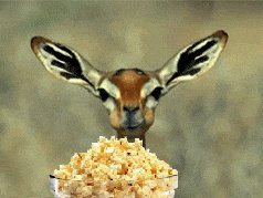 giphy.gif?cid=8fc3c8975d499ea2455269736f060e2d&rid=giphy.gif