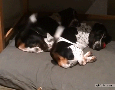 Dog Wagging GIF - Find & Share on GIPHY