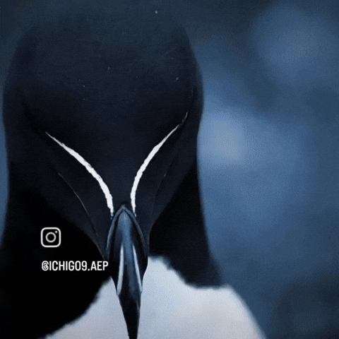 Mog GIF