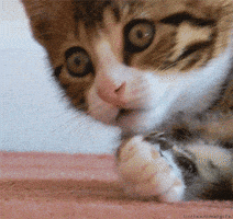 Video gif. A wide-eyed kitten makes a shocked expression before curling its paw up to cover its mouth in surprise. 