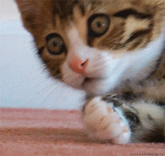 giphy.gif?cid=ecf05e47pitrvzay6uab0iqv9qk8qqlb7c1m83ez6mte870e&rid=giphy.gif