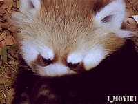 Baby Red Panda Gifs Get The Best Gif On Giphy Baby Red Panda Gifs Get The Best Gif On Giphy