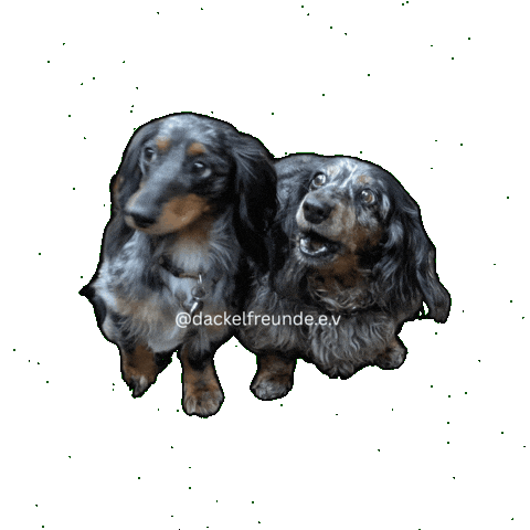 Wiener Dog Sticker by dackelfreunde
