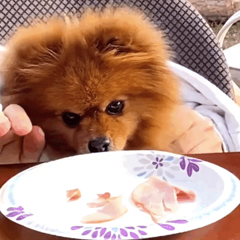 Hungry Dog Food GIF