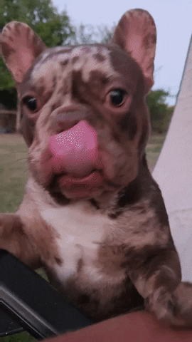 French Bulldog GIF