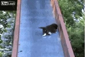 going down cat GIF