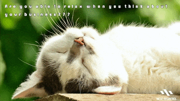 Cat GIF