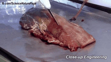 manueloccorso hurt cut biomedical GIF