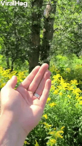 Wild Woodpecker Lands On Man And Comes When Called GIF by ViralHog