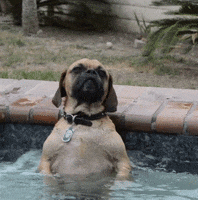 dog relaxing GIF