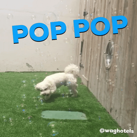 waghotels dog doodle california bubbles GIF