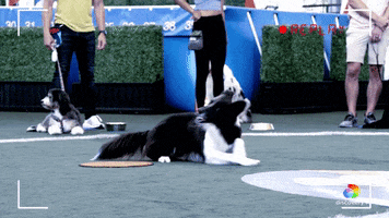 Dogs Trailer GIF by Puppy Bowl