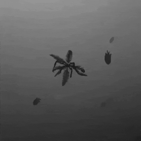 Marine Animal Species GIF