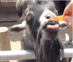 goat licking GIF