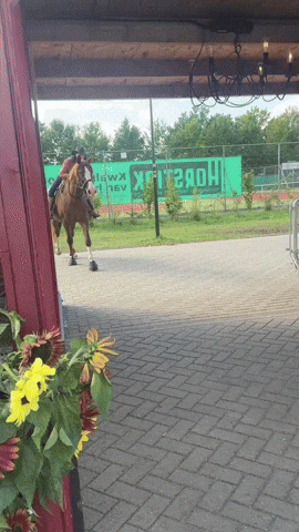Horse Cowboy GIF by Indigo Floor | DHT Bedrijfsvloeren