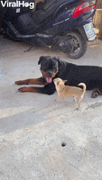 Rottweiler And Chihuahua Play Together GIF by ViralHog