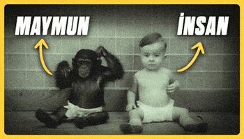 Maymun GIF