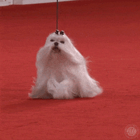 Dog Show Hair Flip GIF by American Kennel Club