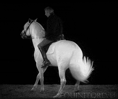 black and white horse GIF