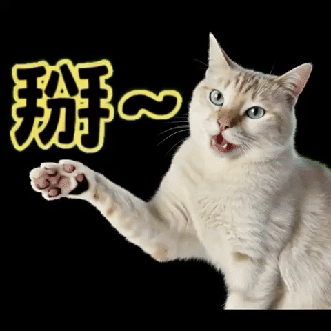 Cat GIF