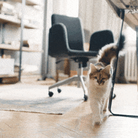 walking cat gif tumblr