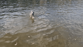 Dog Water GIF