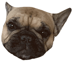 Dog Smile Sticker by cmmrcl.ly