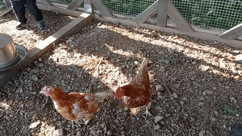 Chickens GIF