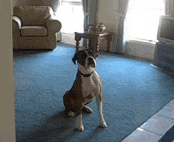 excited dog GIF