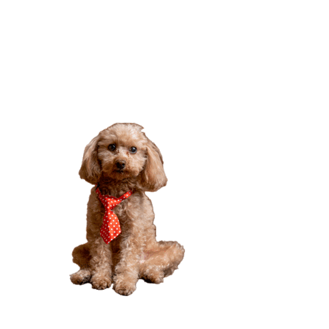 Wolverine Tax and Financial Sticker