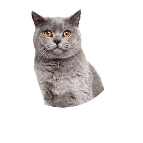 DinamizaDigital Sticker