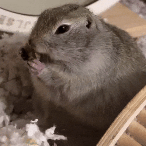 Dog Hamster GIF