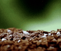Plants-growing GIFs - Get the best GIF on GIPHY Plants-growing GIFs - Get the best GIF on GIPHY