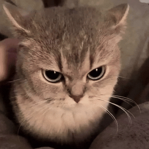Reaction GIF