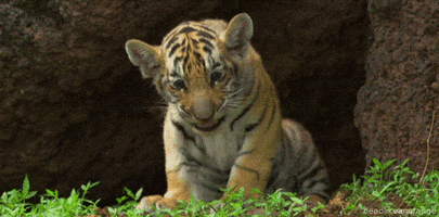 tiger growling GIF
