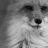 i am cait fox GIF