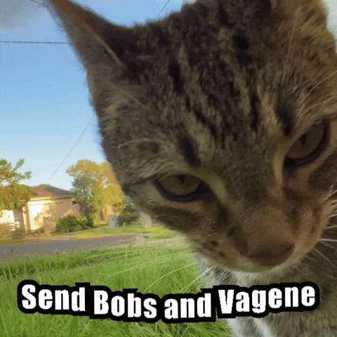 Cat GIF