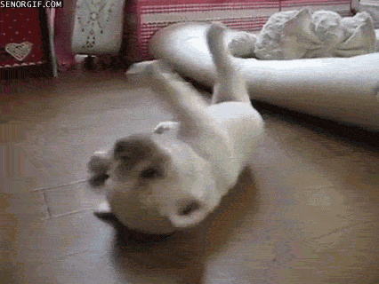 giphy.gif?cid=4d1e4f29icc6hgaa03h8aoq6hneqkswddiohc1ejp9uyvpwz&rid=giphy.gif