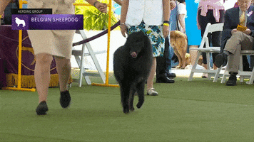 Dogs Sheepdog GIF by Westminster Kennel Club