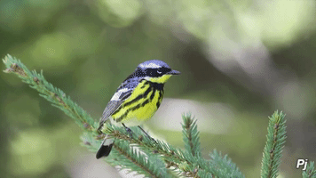 panajan animal bird forest wildlife GIF