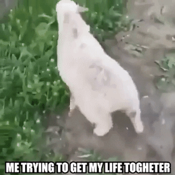 Funny Sheep GIFs - Get the best GIF on GIPHY