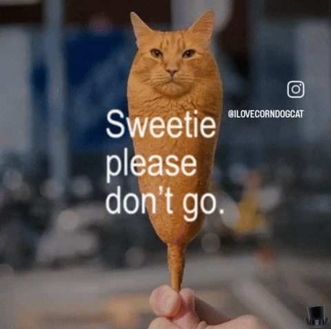 Please Dont Go Cat Singing GIF