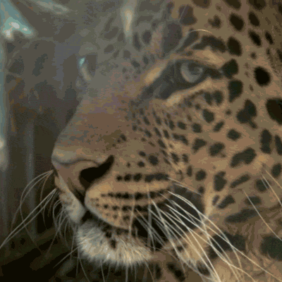 Leopard GIF - Find & Share on GIPHY
