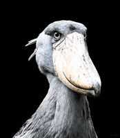 shoebill stork loop GIF