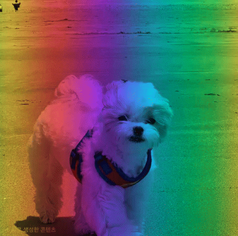 Pporiisdog GIF