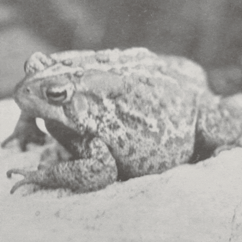 Rock Frog GIF