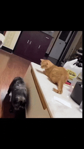 Gatos Troll GIF