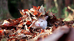 Fall Autumn GIF