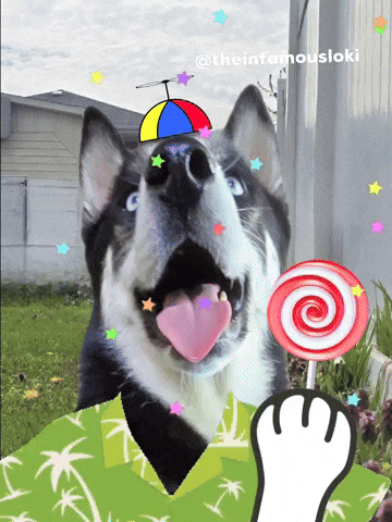 Happy Dog GIF by Loki