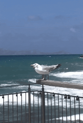 Sea Gulls GIF by About Heraklion Crete Greece